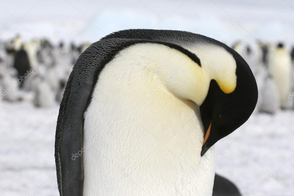 Close-up of an emperor penguin