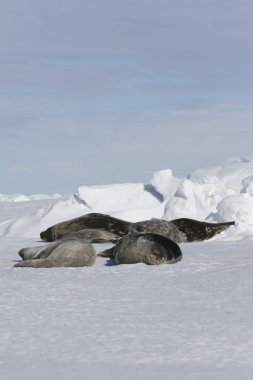 Weddell seals resting clipart