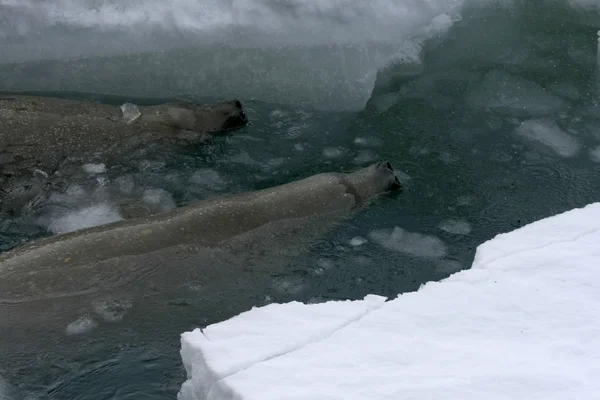 Weddell σφραγίδες κολύμπι — Φωτογραφία Αρχείου
