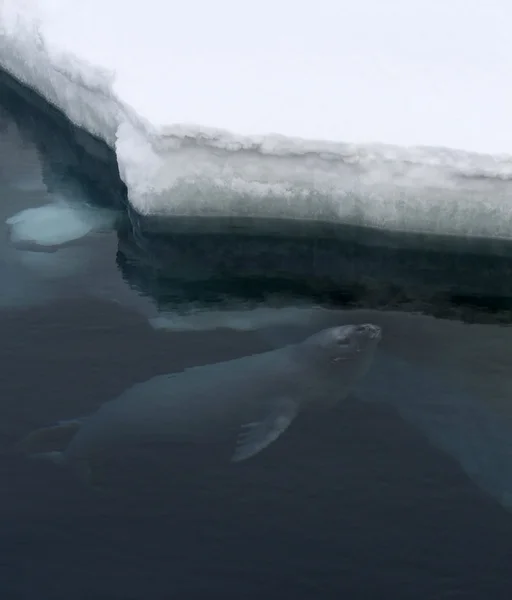 Weddell zegel zwemmen — Stockfoto