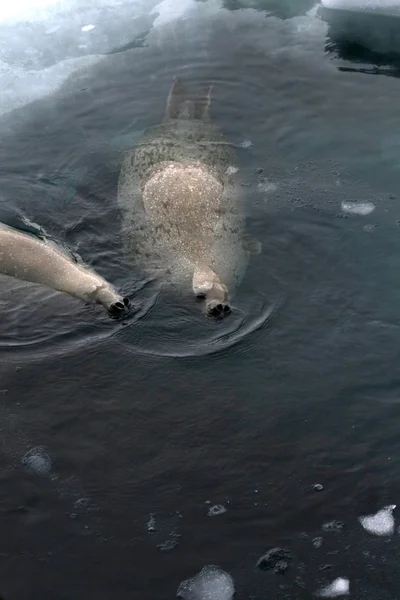 Pieczęć Weddella, pływanie — Zdjęcie stockowe