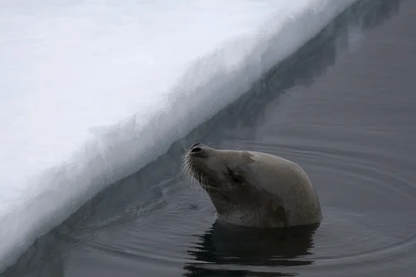 Weddell seal simning — Stockfoto