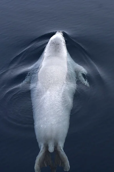 Boda foca natación — Foto de Stock