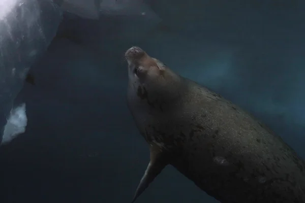 Weddell seal simning — Stockfoto