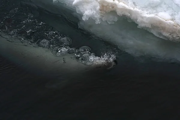 Tuleň Weddellův plavání — Stock fotografie