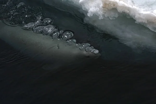 Weddell ущільнення плавання — стокове фото