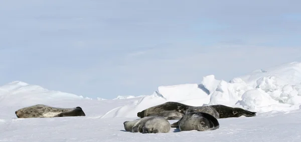 Selos Weddell descansando — Fotografia de Stock