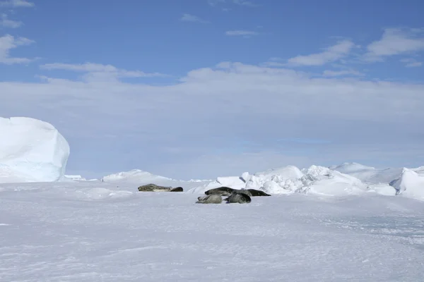 Sellos de Weddell descansando — Foto de Stock