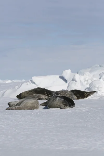 Selos Weddell descansando — Fotografia de Stock