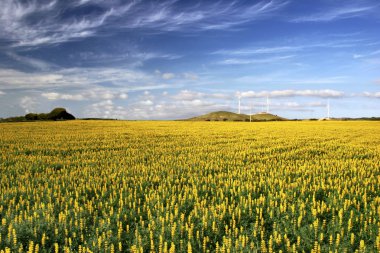 Yellow field with flowers clipart