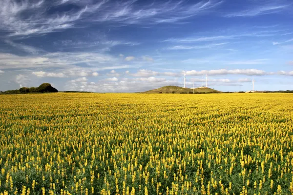 Campo giallo con fiori — Foto Stock