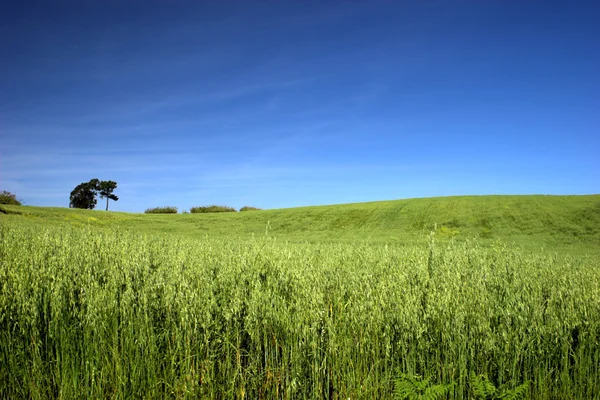 Krajina zeleného pole — Stock fotografie