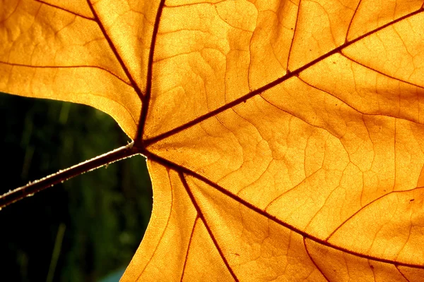 Autumn leaf — Stock Image Autumn leaf Stock Photo