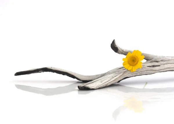 Pieza de madera con una flor amarilla — Foto de Stock
