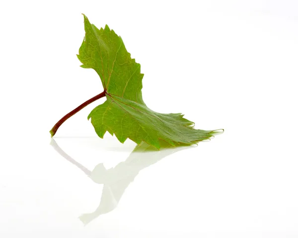 리플렉션을 흰색 배경에 녹색 잎 — 스톡 사진