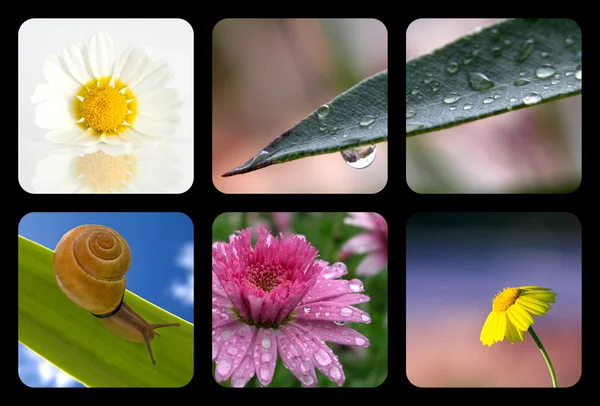 Natuur collage met natuurelementen — Stockfoto