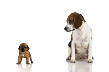 Beagle anne ve kahverengi bir köpek yavrusu