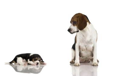 Beagle mom clipart