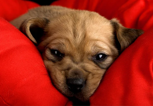 Sadness Puppy — Stock Photo, Image