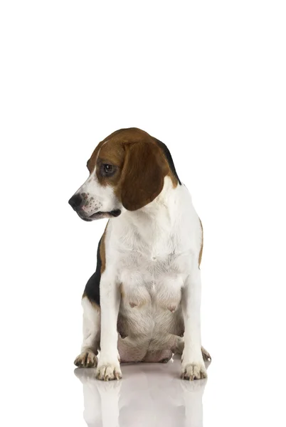 Beagle moeder — Stockfoto
