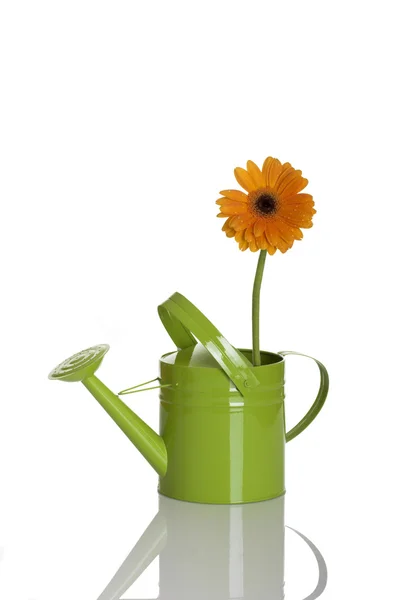 Green watering can with a flower — Zdjęcie stockowe