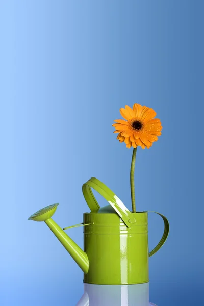 Regadera con una flor — Foto de Stock