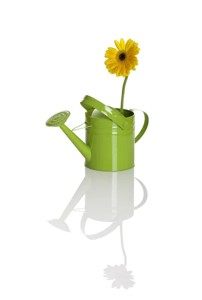 Regar lata verde com uma flor — Fotografia de Stock