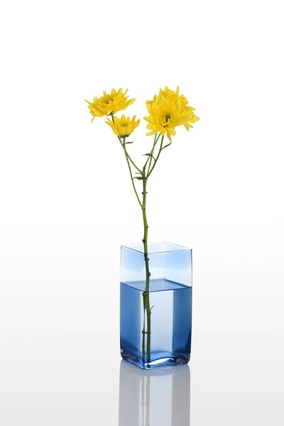 Жовто-квітка — стокове фото