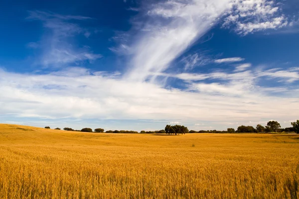 황밀 밭 — 스톡 사진