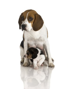 Picture of a Beagle mom protecting is son clipart