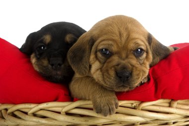 Puppies clipart