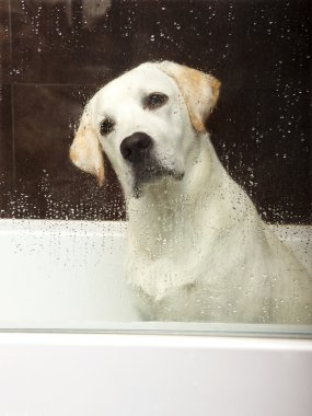 duş almak için bekleyen küvet içinde güzel labrador geri almak