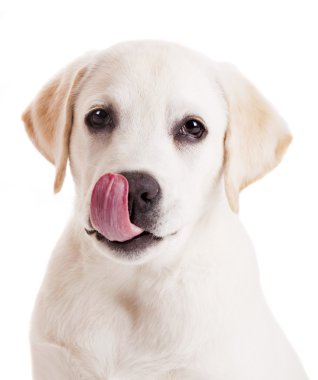 hermoso retrato de un cachorro de labrador retriever con lengua, aisladas en blanco