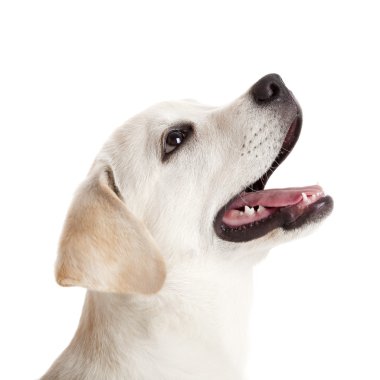 hermoso retrato de un cachorro de labrador retriever con lengua, aisladas en blanco