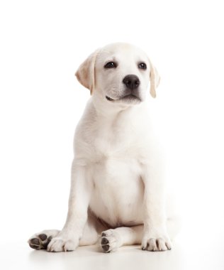 Beyaz arka plan üzerinde izole güzel labrador retriever krem köpek yavrusu