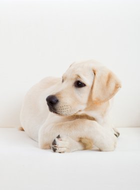 güzel ve şirin bir labrador köpek doğurmak Studio portresi