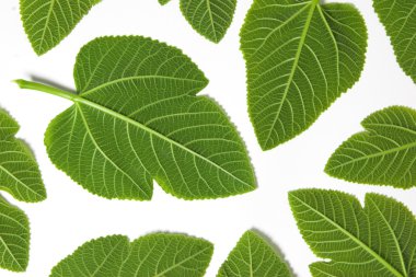 Green leafs isolated in a white background clipart