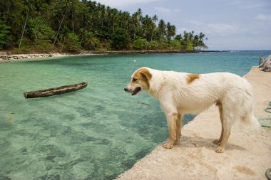 köpek sao tom güzel bir plaj ve İskele üzerinde