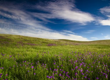 Beautiful green meadow with a great cloudy sky clipart