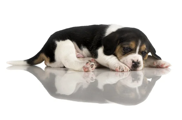 Cachorro Beagle Aislado Blanco Con Reflejo —  Fotos de Stock