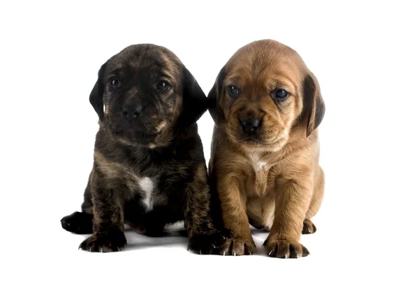 Twee Leuke Puppy Broers Geïsoleerd Witte Achtergrond — Stockfoto