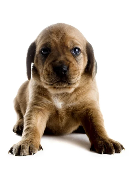 Cute Puppy — Stock Photo, Image