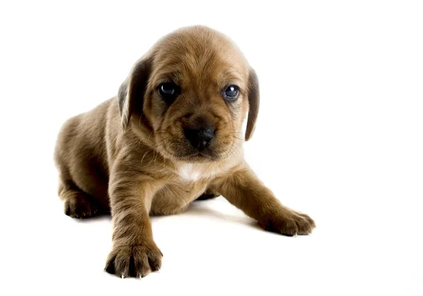 Cute Puppy — Stock Photo, Image