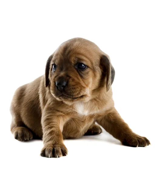 Little Cute Puppy Isolated White Background — Stock Photo, Image