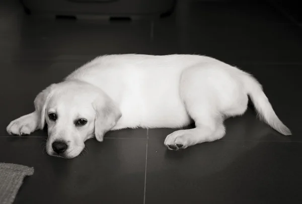 Κουτάβι Όμορφο Labrador Retriever Ξαπλωμένο Στο Πάτωμα — Φωτογραφία Αρχείου