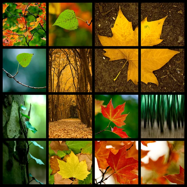 Motyw jesieni — Zdjęcie stockowe