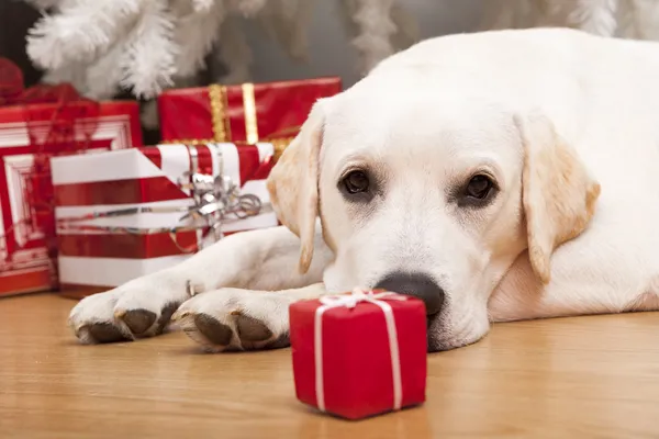 Vackra Labrador Retriever Juldagen Liggande Golvet — Stockfoto