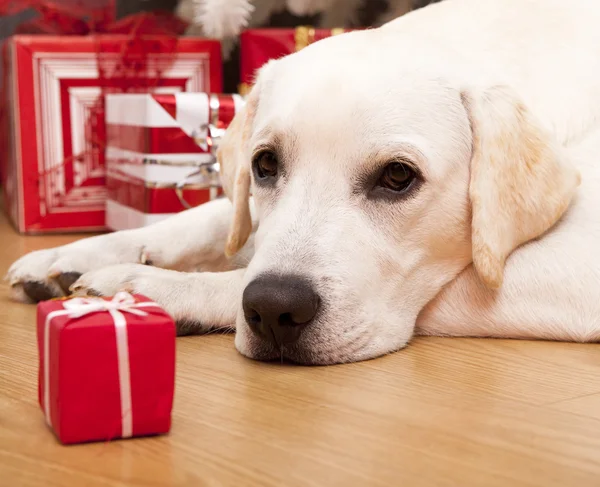 Beautiful Labrador Retriever Christmas Day Lying Floor — Stock Photo, Image