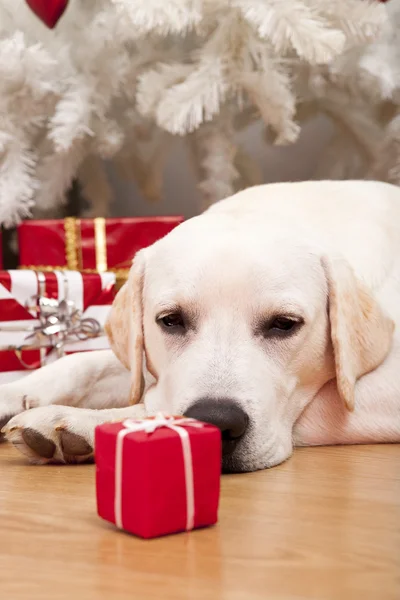 Χριστουγεννιάτικο σκυλί — Φωτογραφία Αρχείου