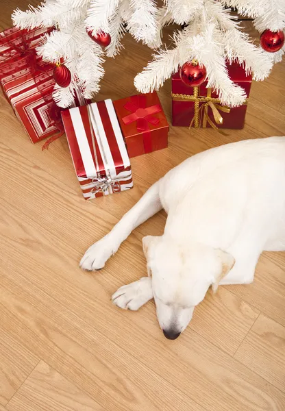 Perro de Navidad — Foto de Stock